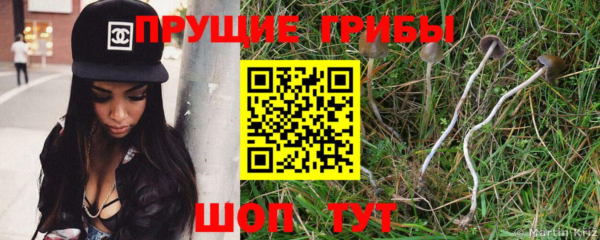 Галлюциногенные грибы Cubensis  Вход с VPN  как найти   Санкт-Петербург 